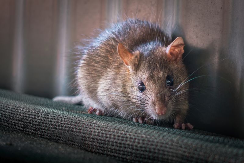 Rodents Removal detail