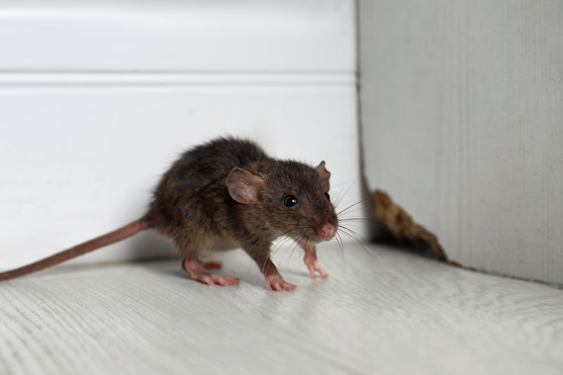 Rodents Removal detail