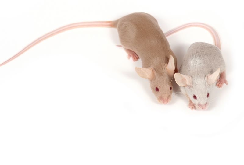 Health Risks Associated With Mice And Rats In Buildings